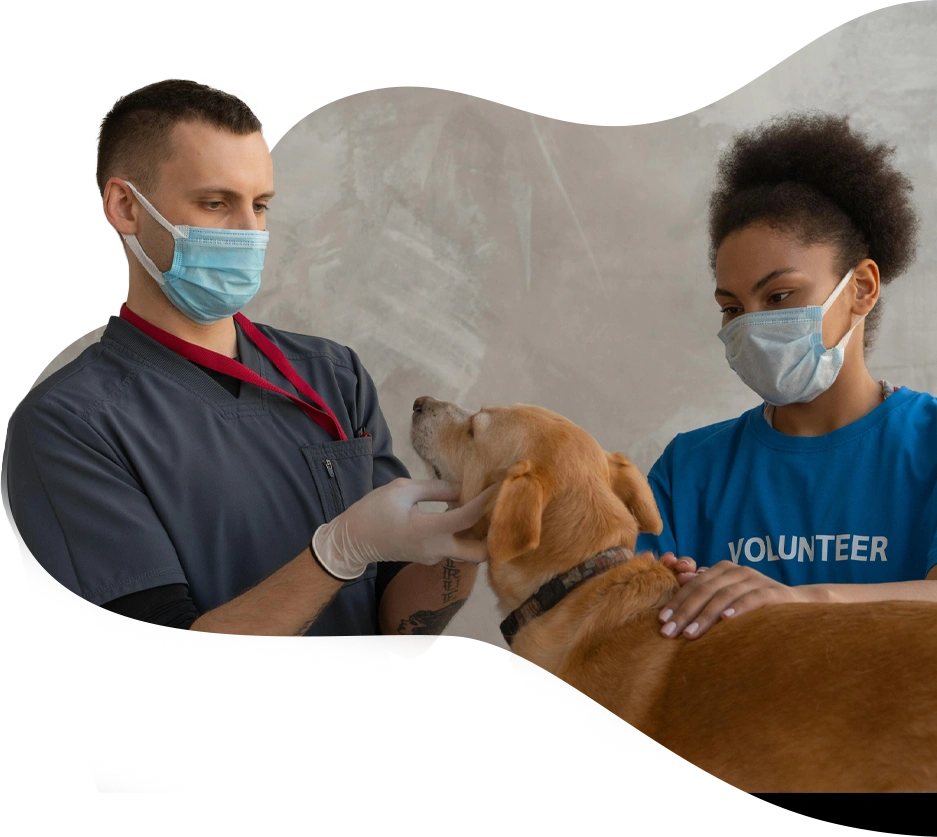 A dog is being examined by two people.